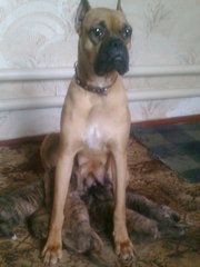 Продам щенков