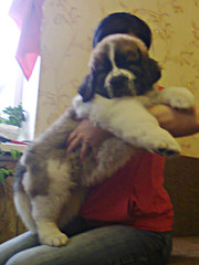 Замечательные щенки московской сторожевой