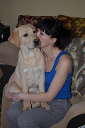 Подрощенные щенки лабрадора-ретривера