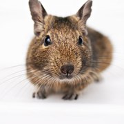 Продам дегу