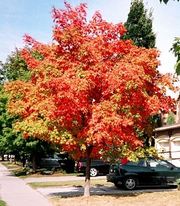 Деревья крупномерные отечественные - недорого