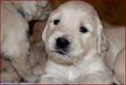 Щенки золотистого ретривера. Севатсополь.
