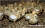 подрощенных цыплят бройлера