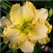 лилейники американской селекции