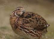 перепела ПРОДАМ-ПОРОДЫ ЭСТОНСКИЙ И ФАРАОН