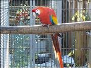 ПОПУГАЙ АРА ДЛЯ ПРИНЯТИЯ