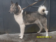 Продам западно-сибирскую лайку