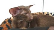 Ориентальные котята