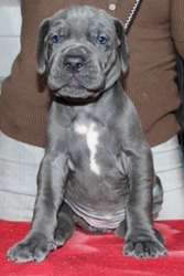 немецкий дог-девочка талисман