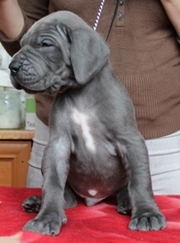 немецкий дог-мальчик