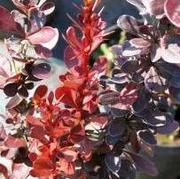 Кустарники, уличные цветы. Дешевые.