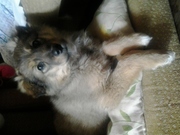 отдам даром щенка будет большой для двора