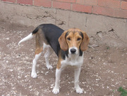 Продам щенков охотничьей породы Эстонская Гончая, цена договорная