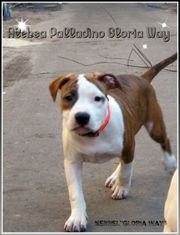 Щенки Американского Стаффордширского Терьера, Каменце-Подольском