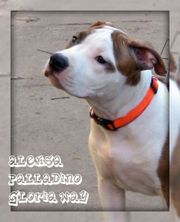 Щенки от Чемпионов Американский Стаффордширский Терьер(девочки).