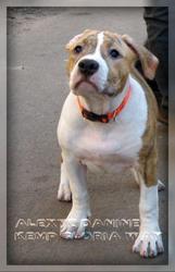 Подрощеный щенок Ам. Стафф. Терьер.,