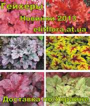 Каталог гейхер 2013 Цена 30 - 44 грн. Доставка по Украине