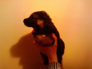 Щенок от профессионального заводчика кинолога