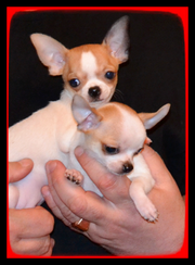 Чихуахуа. Щенки