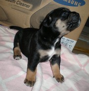 Продам щенков питбультерьера!