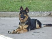 Продаю немецкую овчарку в Чернигове