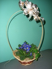 Фиалки и Глоксинии в продаже