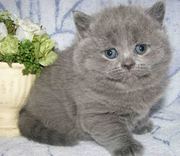 Плюшевые шотландские котята