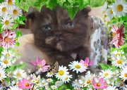 флэппиги-черепаховые вислоушки