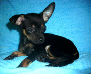 Щенки русского той-терьера ищут хозяина