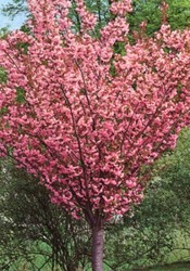 Сакура «Роял Бургунди» для ландшафтного дизайна