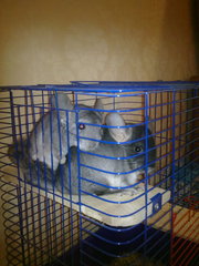 продам пару шиншилл с клеткой и купалкой