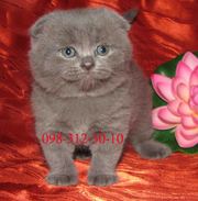 Шотландский котик голубого окраса.
