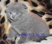 Вислоухий очаровательный котик.