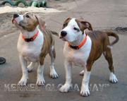 Элитные щенки Американского стаффордширского терьера, Киев