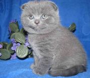 Вислоушик - плюшик