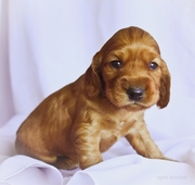 Щенки английского кокер-спаниеля