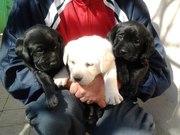 Клубные щенки лабрадоров от качественных производителей