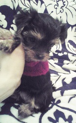 Продаю Йорков!