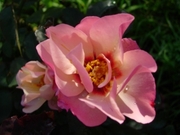 Саженцы роз