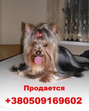 Йоркширский терьер Срочно!