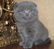 Шотландские котята - плюшевые мишки.