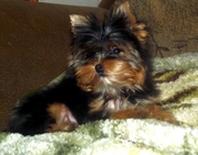 йоркширского терьера