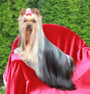 Щенок йоркширского терьера