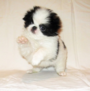 Японский хин