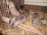 куплю нутрии живым весом 3-3.5кг