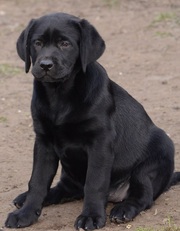 Щенки Лабрадора-Ретривера в Черкассах