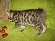 Котята Курильские бобтейлы