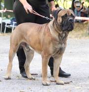 щенки бульмастифа