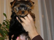 Срочно продаются шикарные щенки йорки!Крови интерчемпионов!Крмвой Рог