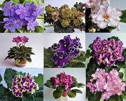 Продам излишки сортовых фиалок